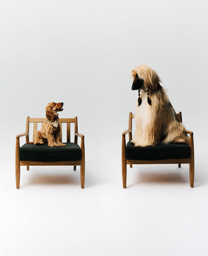 Two dogs sit facing each other 