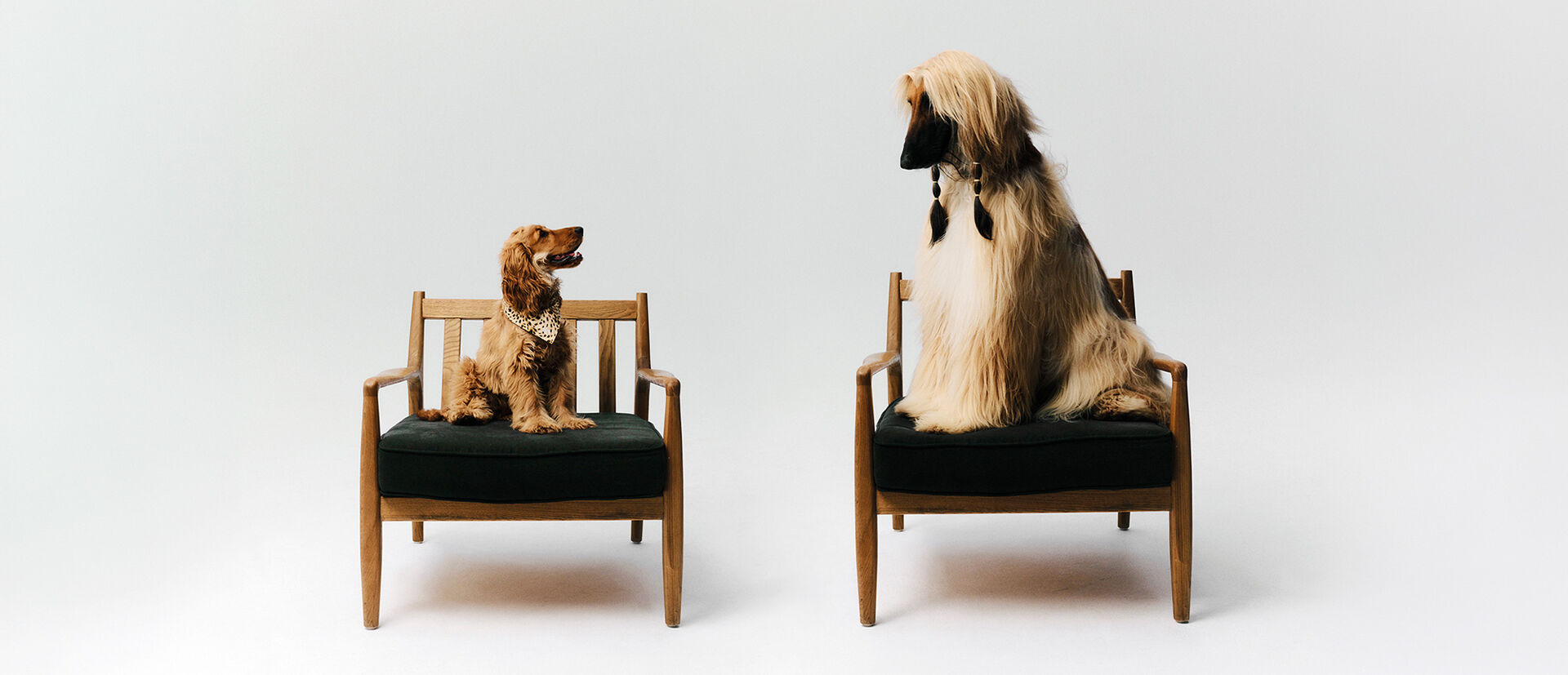 Two dogs sit facing each other 