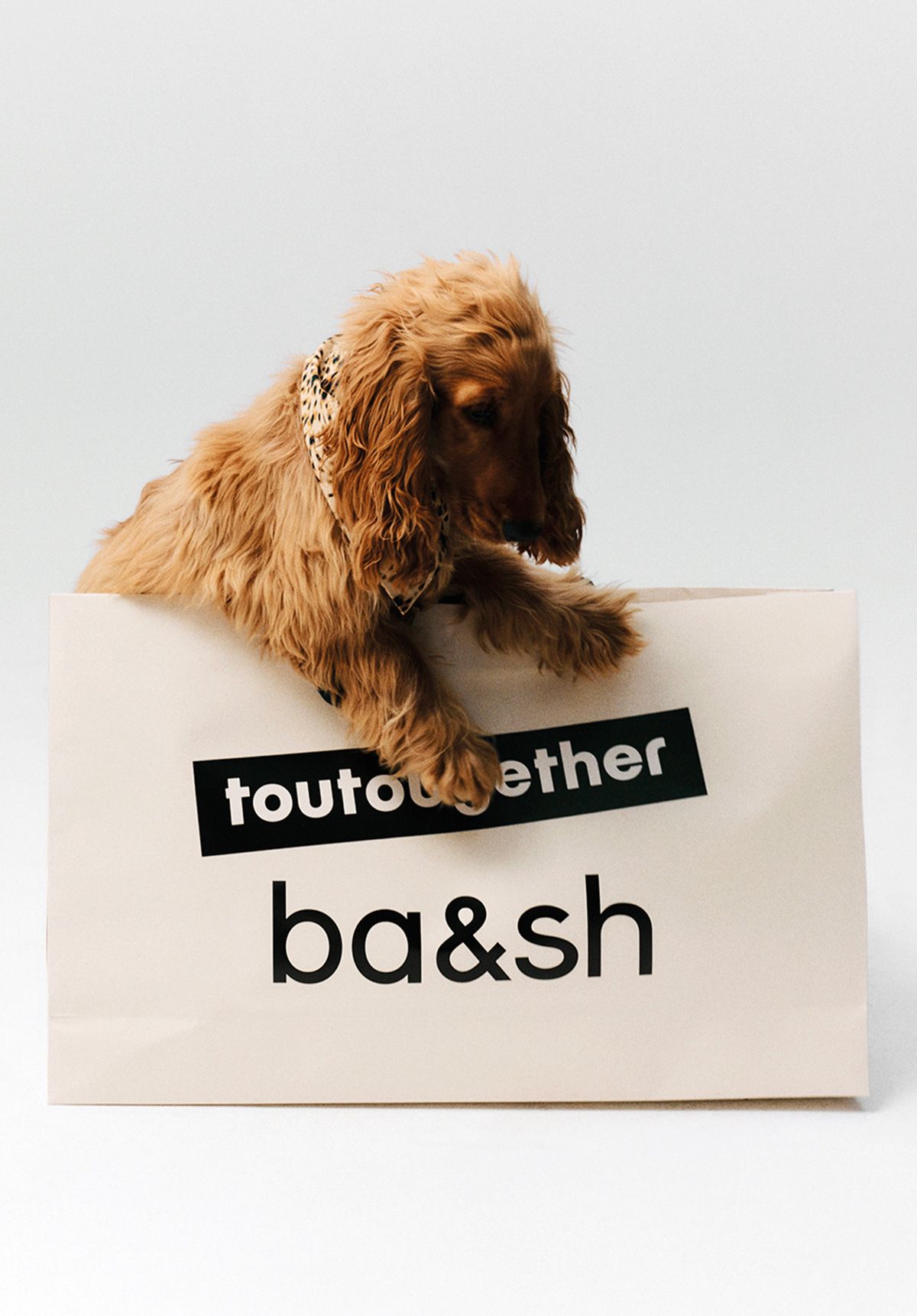 The dog is in a ba&sh bag