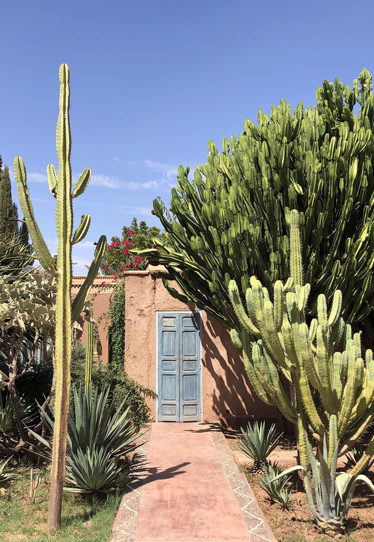 A place in Marrackech where do you can see a red earth wall with a blue door, next to which are trees and cacti
